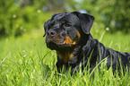 Rottweiler Portrait