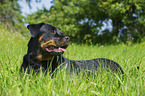 lying Rottweiler