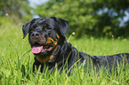 lying Rottweiler