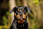 Rottweiler Portrait