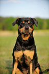 Rottweiler Portrait