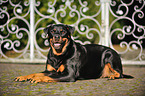 lying Rottweiler