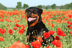 sitting Rottweiler