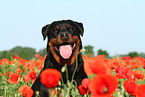 Rottweiler Portrait