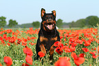 running Rottweiler