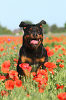 running Rottweiler