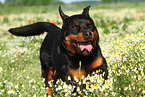 running Rottweiler