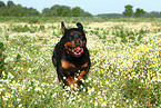 running Rottweiler