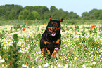 running Rottweiler