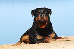 lying Rottweiler