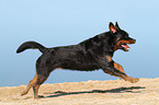 running Rottweiler