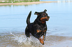 running Rottweiler