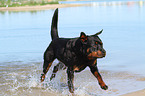 running Rottweiler