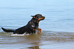 running Rottweiler