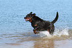 running Rottweiler