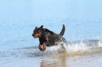 running Rottweiler