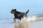 running Rottweiler