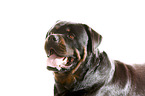 Rottweiler Portrait