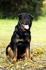 sitting Rottweiler