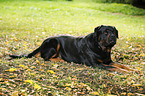 lying Rottweiler