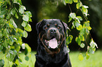 Rottweiler Portrait