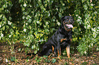 sitting Rottweiler