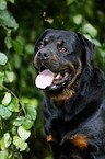 Rottweiler Portrait