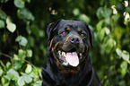 Rottweiler Portrait