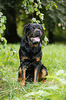 sitting Rottweiler