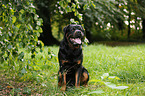 sitting Rottweiler