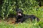 lying Rottweiler