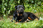 lying Rottweiler