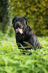 sitting Rottweiler