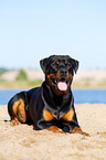 lying Rottweiler