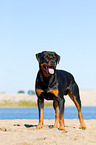 Rottweiler