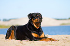 lying Rottweiler