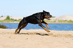 running Rottweiler