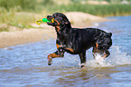 playing Rottweiler