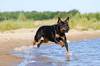 running Rottweiler