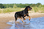 running Rottweiler