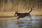 running Rottweiler