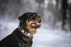 Rottweiler Portrait