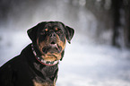 Rottweiler Portrait