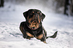 Rottweiler lies in the snow