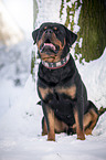 Rottweiler sits in the snow