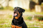 Rottweiler Portrait