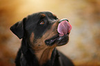 Rottweiler Portrait