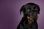 Rottweiler Portrait