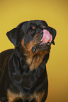 Rottweiler Portrait