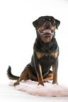 male Rottweiler